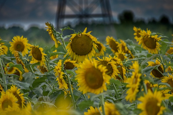 Photo Jul 01, 5 22 45 PM - Sunflowers - Brad Humphries