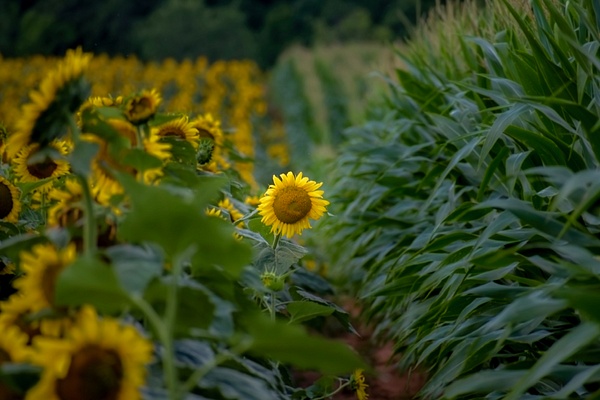 Photo Jul 01, 5 23 46 PM - Sunflowers - Brad Humphries 
