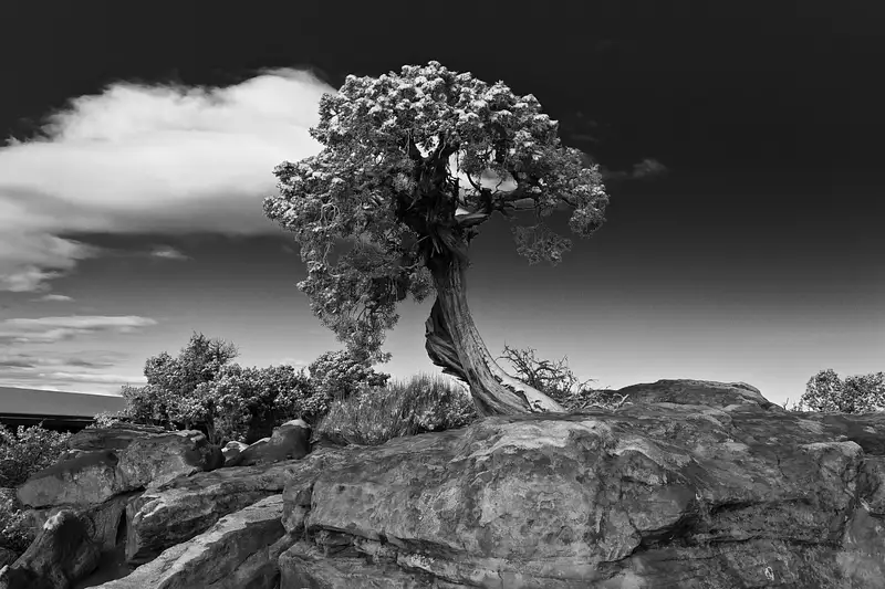 Lone Tree at Dead Horse Point State Park Lg #-9182-9182