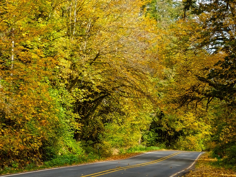 Road to Mt Baker, Fall Colors