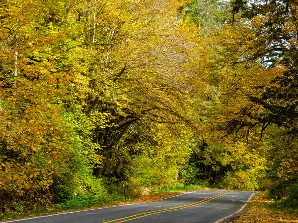 Road to Mt Baker, Fall Colors by Vanelli