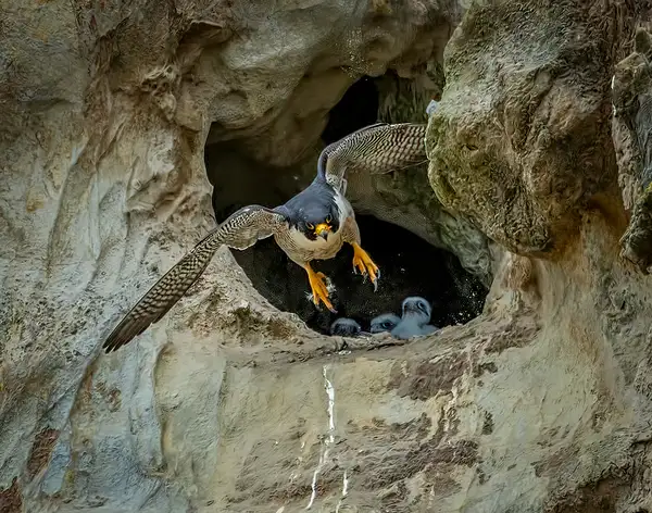 Peregrine Falcon Lair by Fotoclave Gallery
