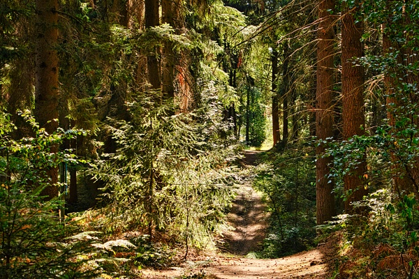 Deutschland: Waldsportpfad Ankum - Carsten Meyer Photography