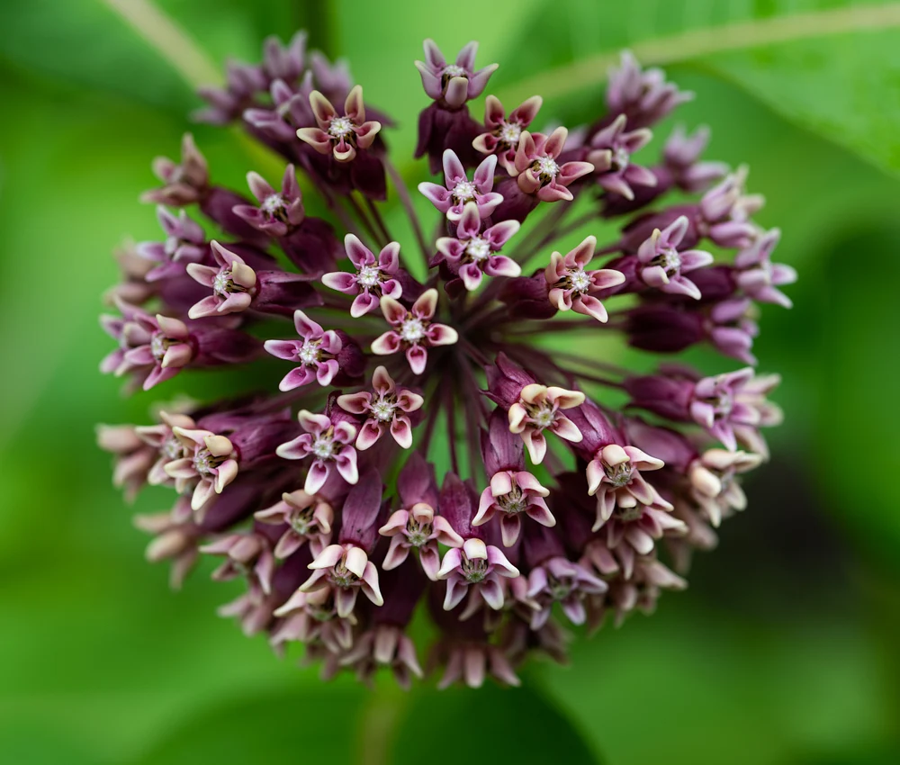 Unique Milkweed Blossoms in Full Bloom