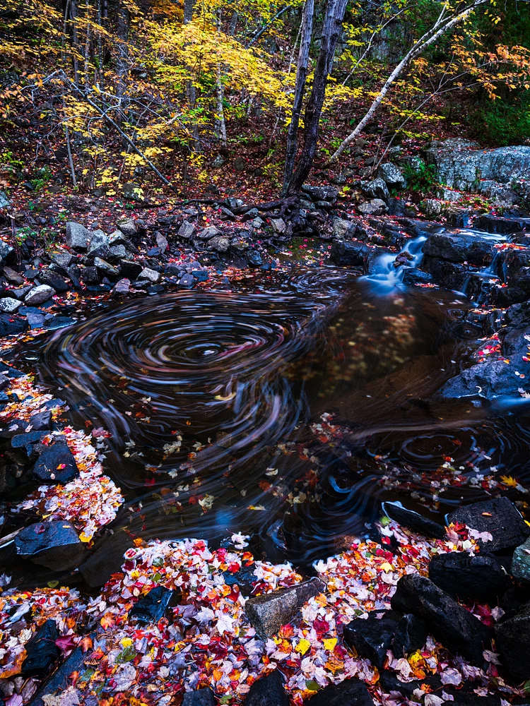 Whirling Leaves in Tranquil Brook Setting