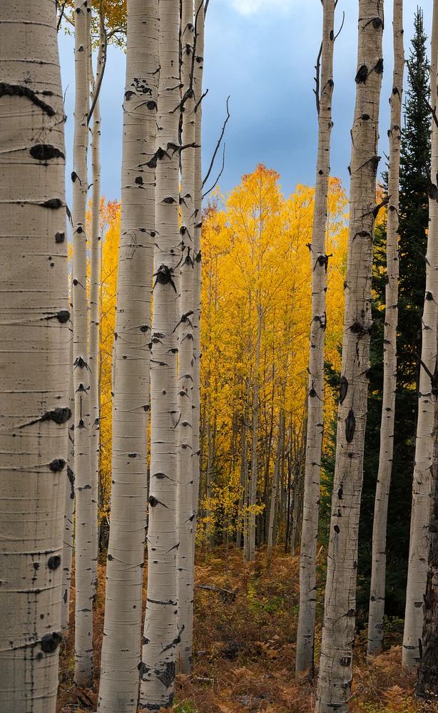 Vibrant Autumn Foliage Amidst Aspen Trees