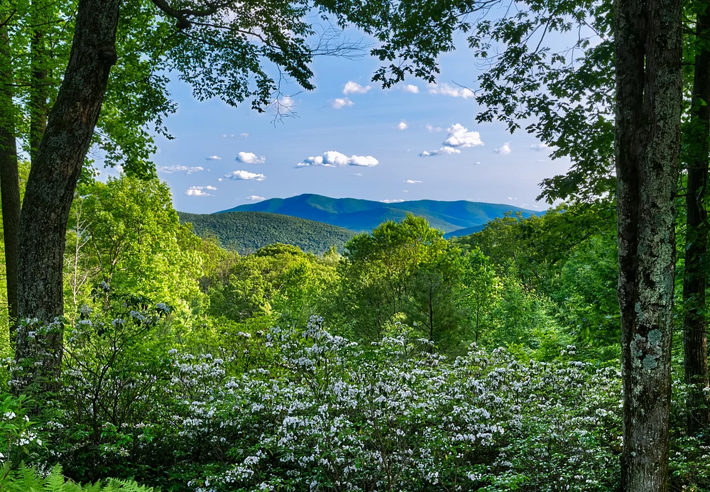 Breathtaking Mountain View Framed by Blossoming Flora