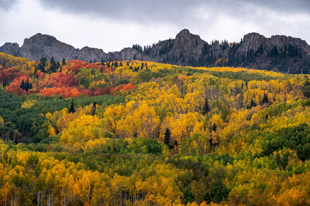 Vibrant Autumn Canopy at Kebler Pass