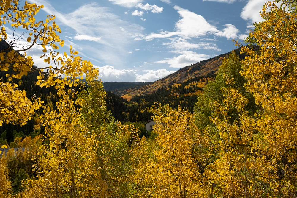 Golden Aspens Framing a Scenic Mountain View