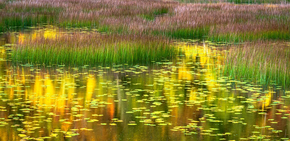 Golden Reflections on Tranquil Waterscape