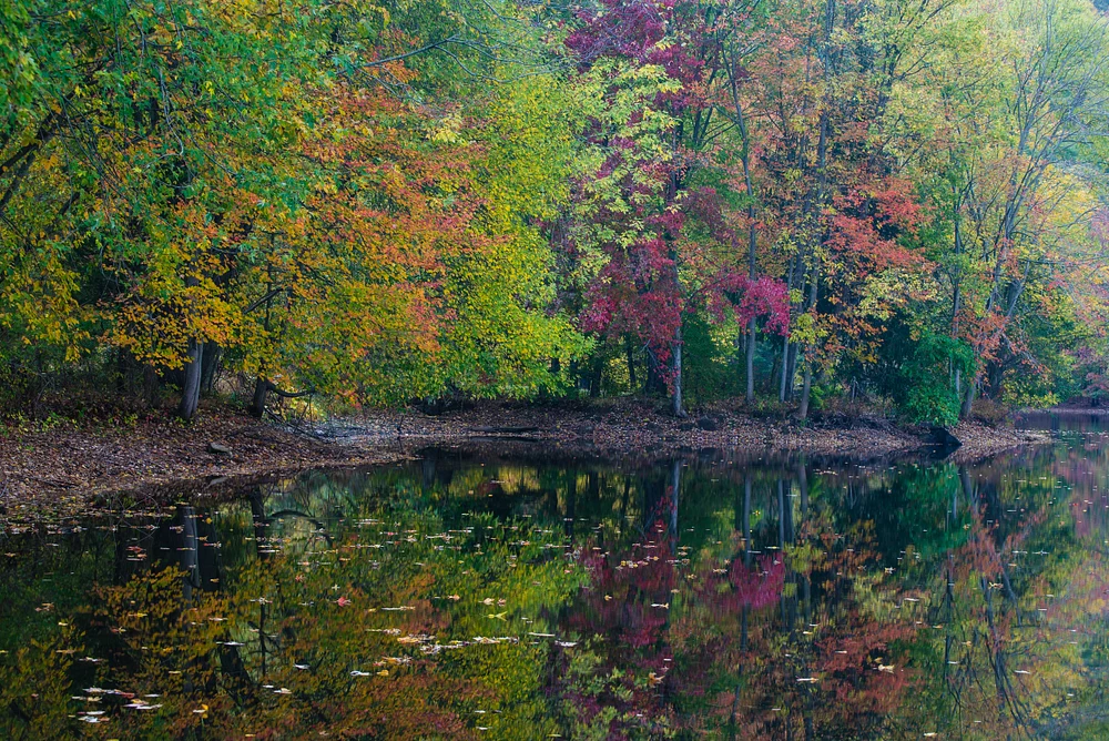 Enchanting Foliage Reflections in Calm Waters