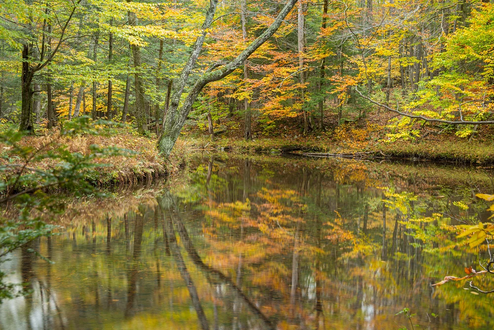 Serene Autumn Landscape with Reflective Waters