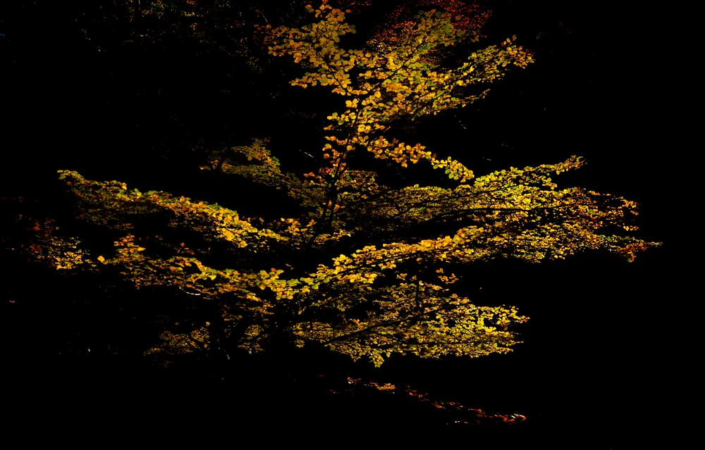 Illuminated Autumn Leaves Against a Dark Backdrop