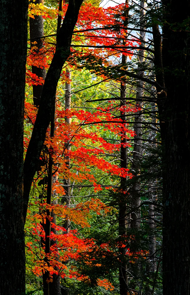 Crimson Leaves Illuminating Autumn's Forest Depths
