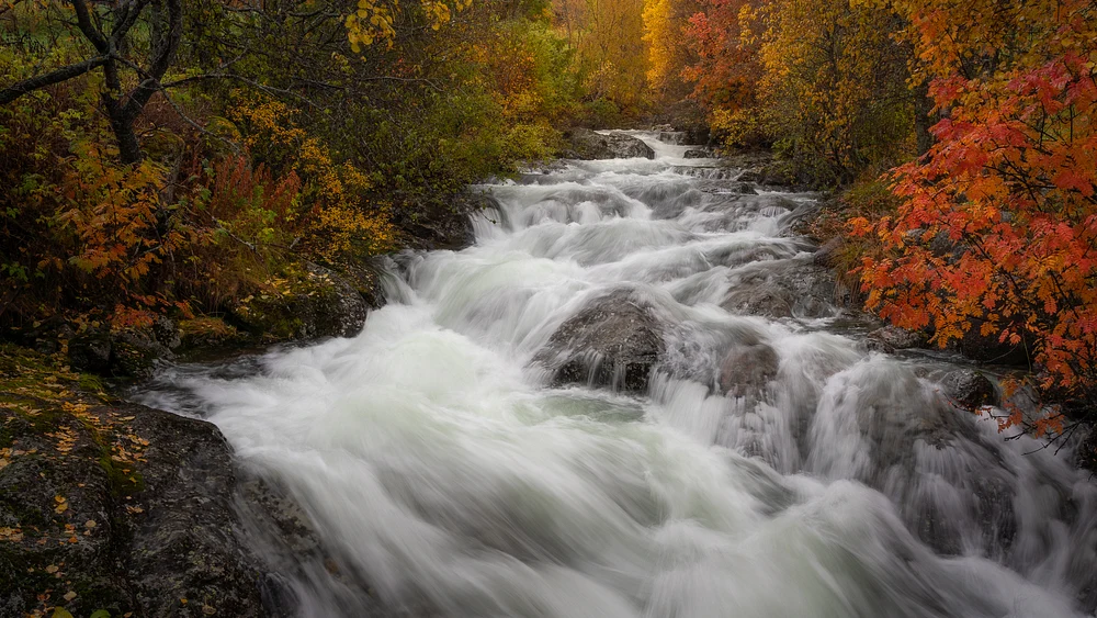 Autumn troimsani