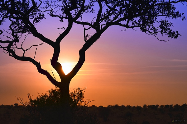 Serengeti Sunset - Travel - Deborah Sandidge