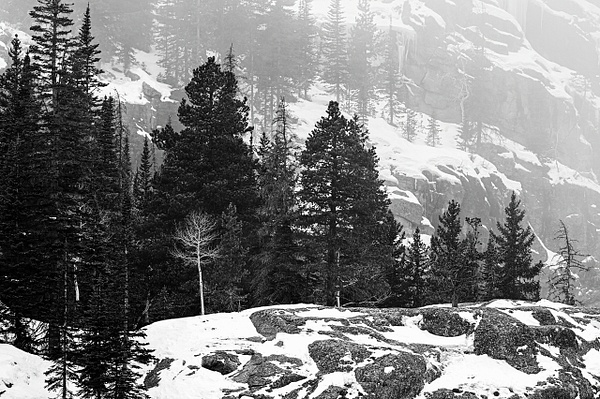 Bear Lake Winter Aspen Tree Graphite picture mode - Deborah Sandidge 