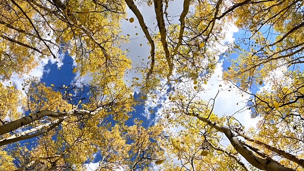 leaves falling - Travel - Deborah Sandidge 