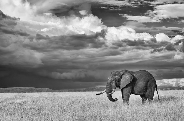 Elephant infrared Serengeti copy copy - Deborah Sandidge