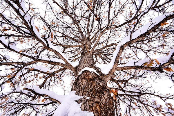 winter Tree 2 copy - Deborah Sandidge 