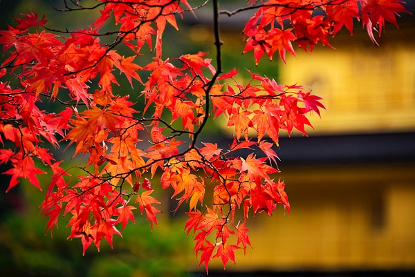 Fall foliage copy 2 - Travel - Deborah Sandidge