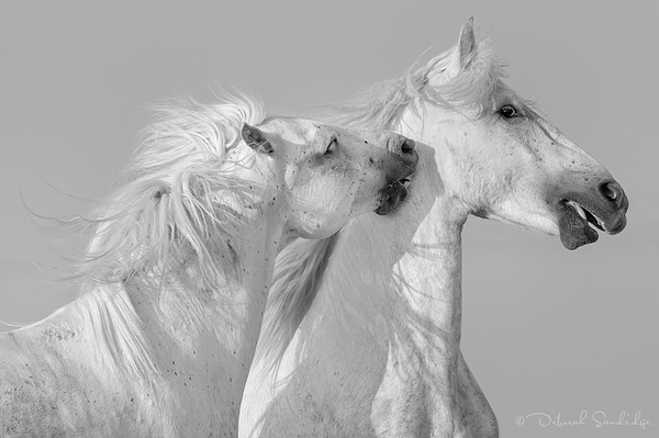 Camargue horse pair - Deborah Sandidge