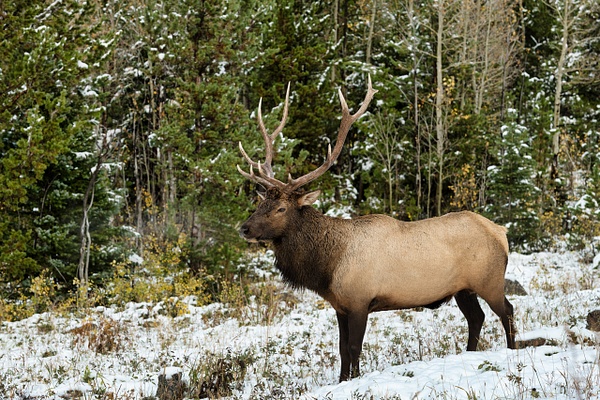 Elk copy - Wildlife - Deborah Sandidge 
