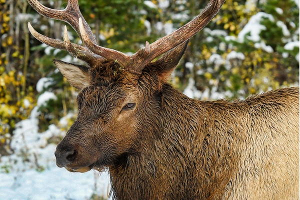 Elk closeup_1 copy - Wildlife - Deborah Sandidge