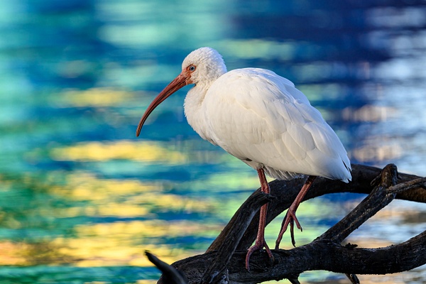 ibis - Wildlife - Deborah Sandidge 