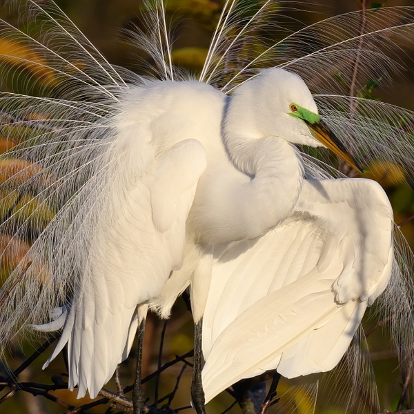 Great Egret  copy - Wildlife - Deborah Sandidge