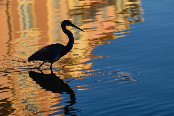 heron reflections copy - Wildlife - Deborah Sandidge