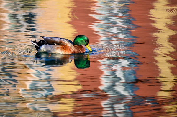 Duck in reflections copy - Wildlife - Deborah Sandidge