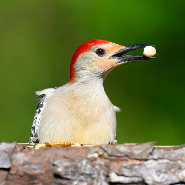 red bellied woodpecker copy - Deborah Sandidge 