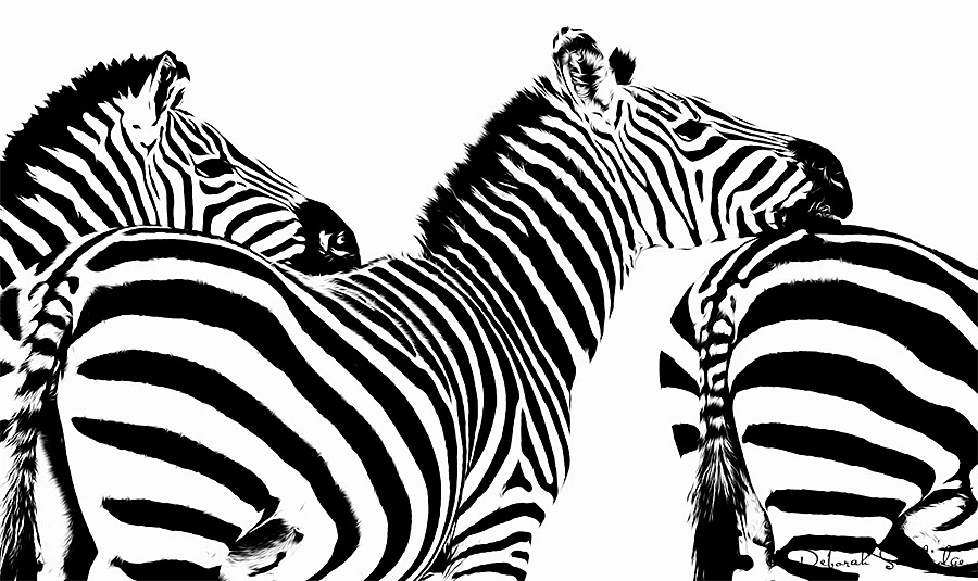 Zebras High Contrast