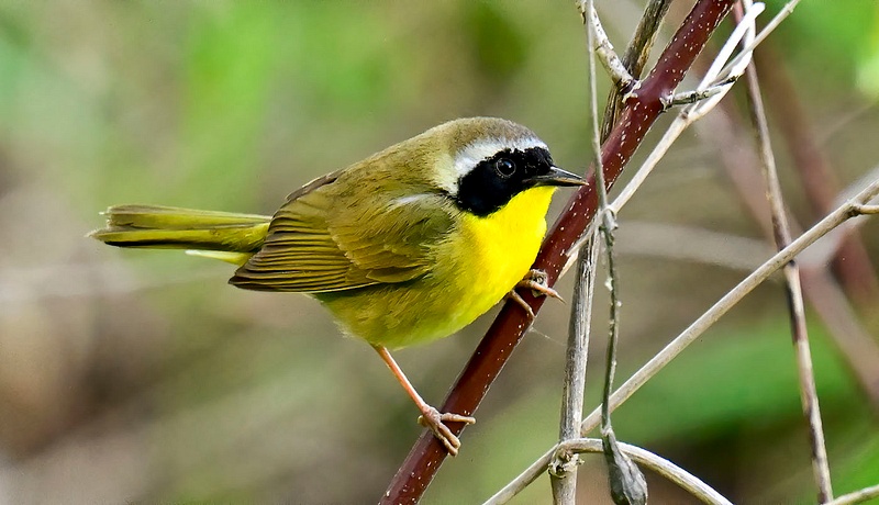 Yellow Throated WARBLER