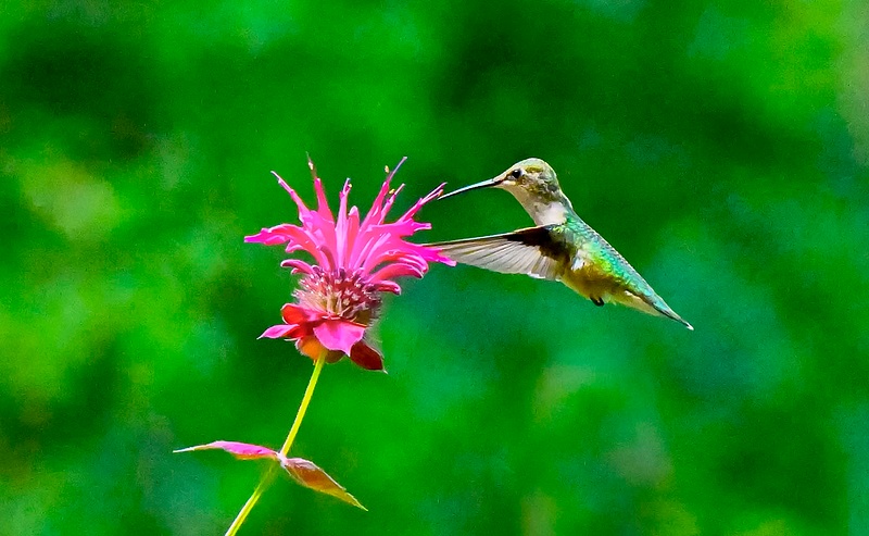 Humming Bird 213 in natutal habitat  copy
