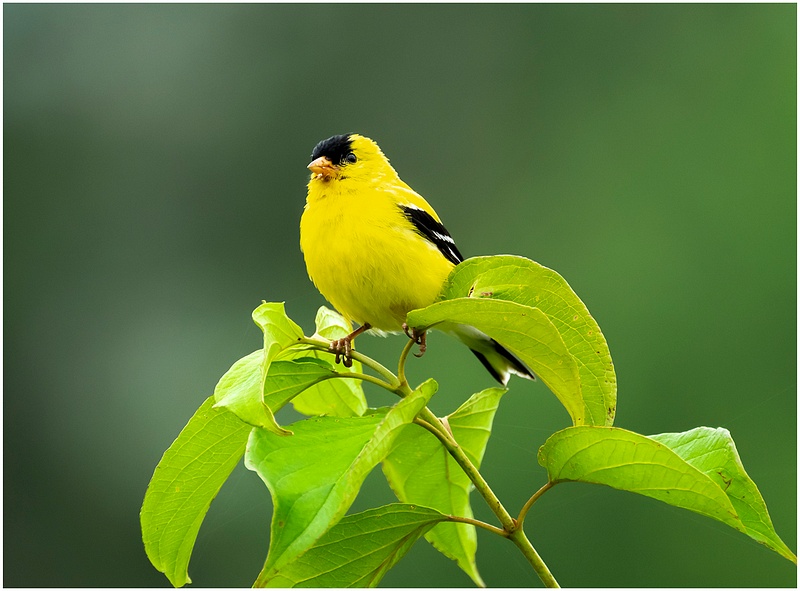 American Goldfinch on Tree Branch