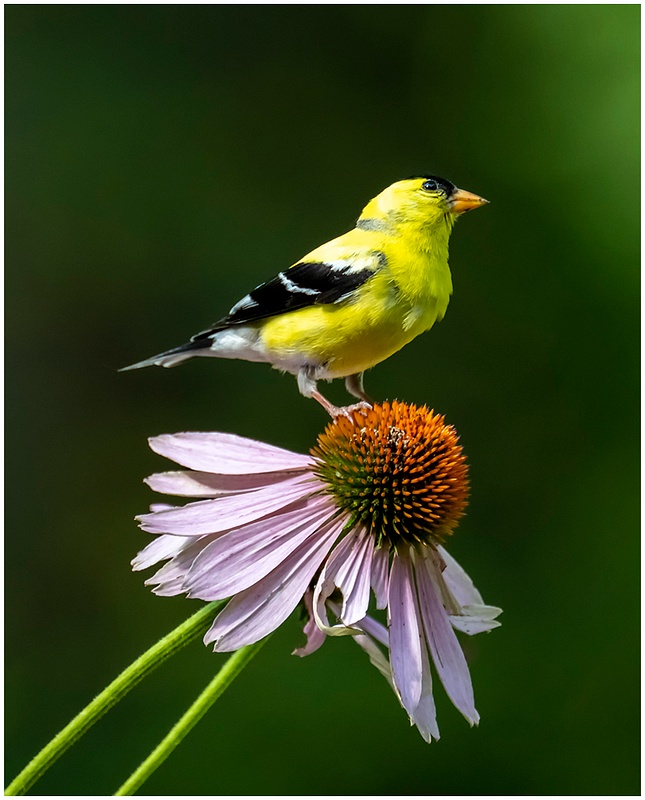 American Goldfinch 2_Shelton_179_July_29_2022_NYC Butterflies copy