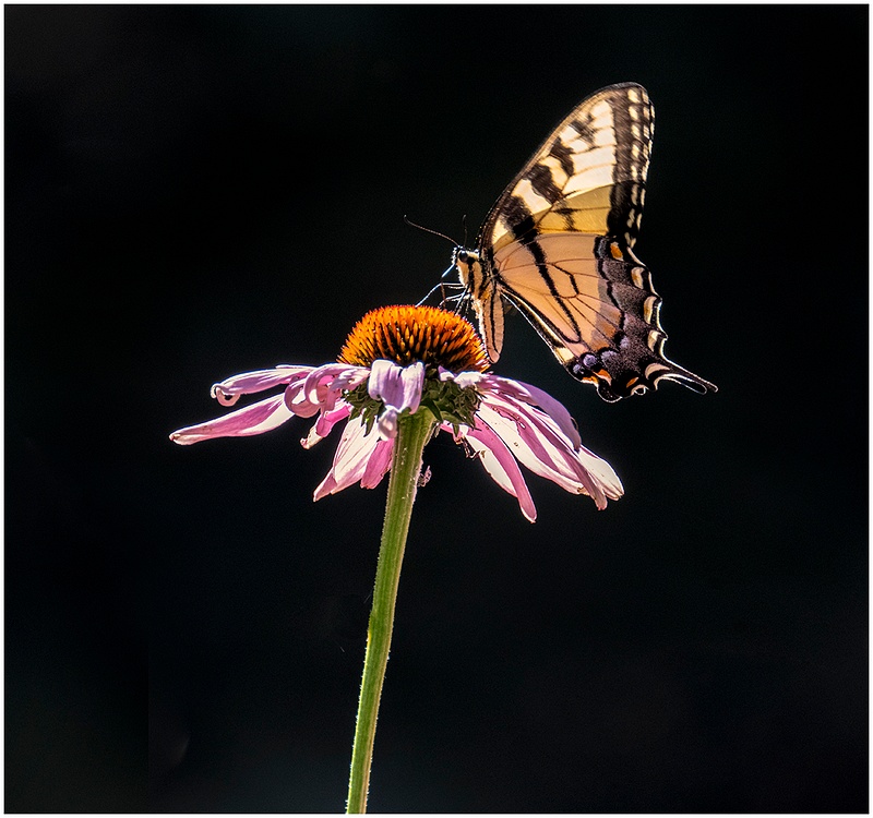 Backlit Tiger Swallowtail_Shelton_269_July_21 _2022_Butterflies copy