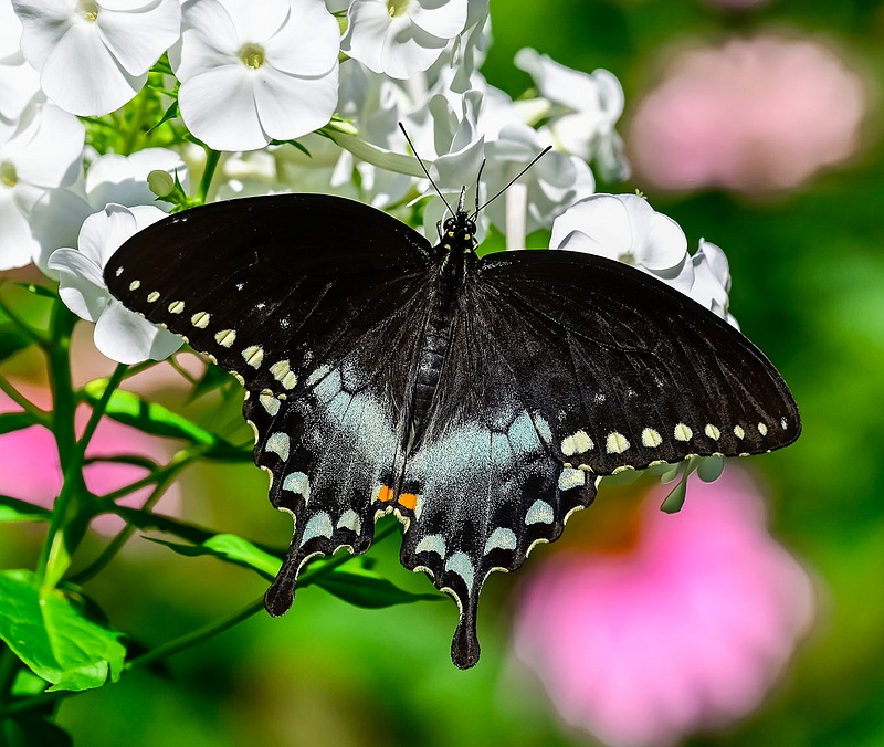 Black Swallowtail_247_7_23_21_16
