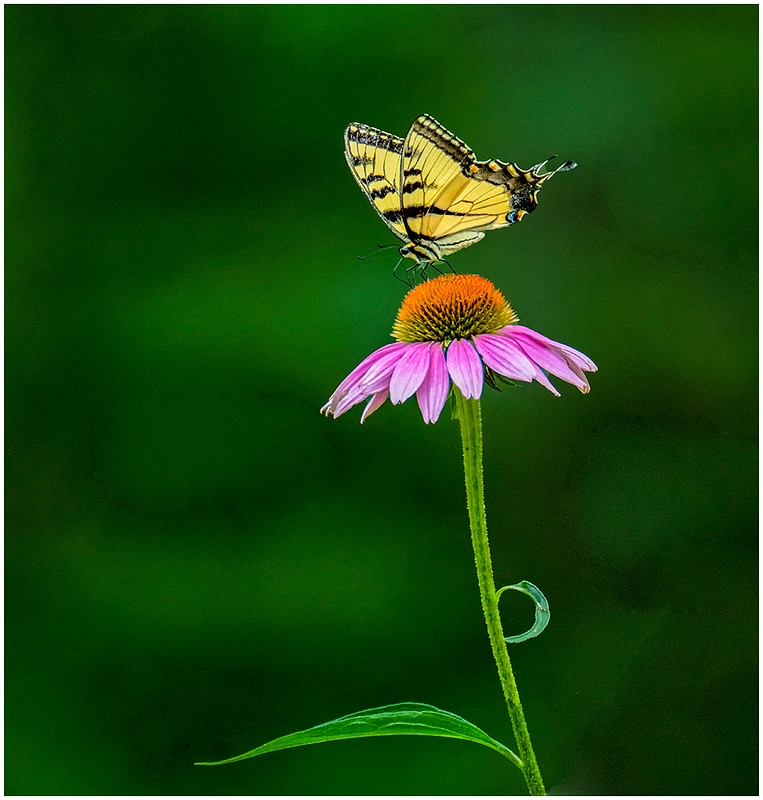Cone Flower Stalk and Swallowtail_Shelton__151_July_25_2022_Butterflies copy