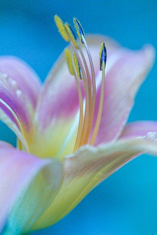 Day Lily 3_CR
