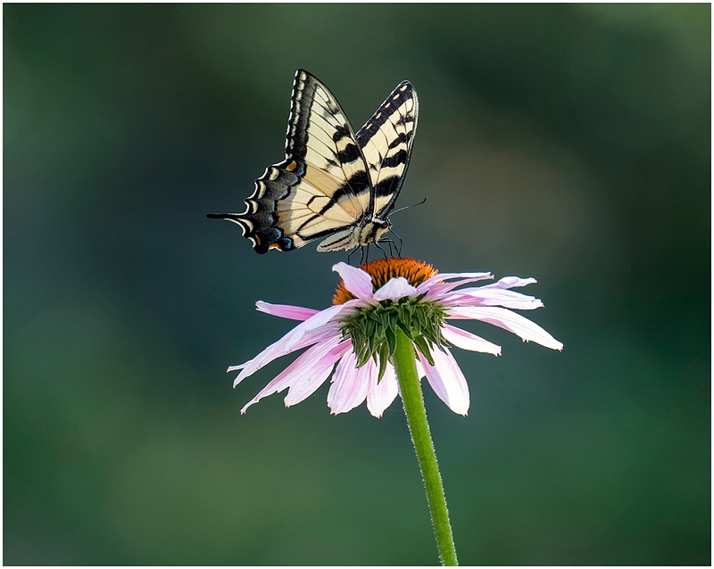 Cone Flower_Tiger_Swallowtail_Shelton_132_July_21 _2022_Butterflies copy 2