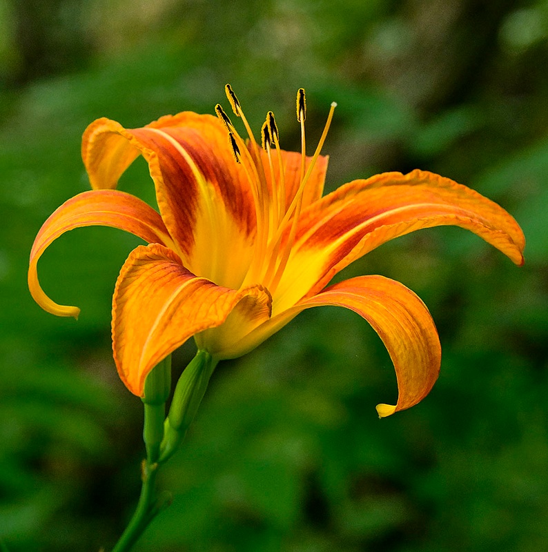 Day Lily_1