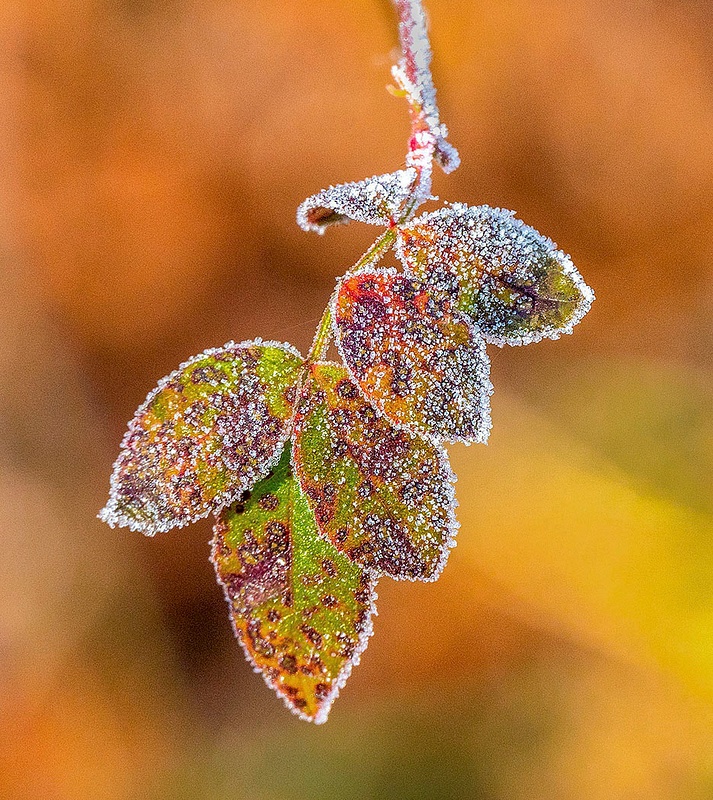 First Frost