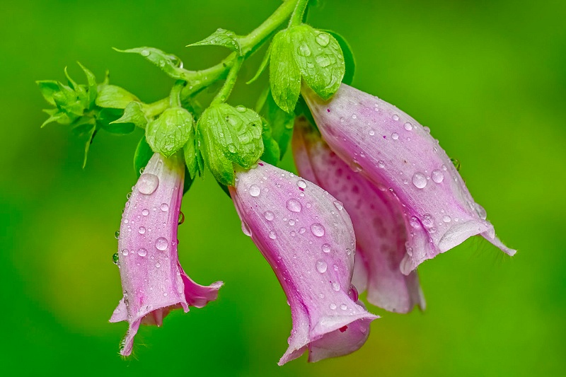 Fox Glove