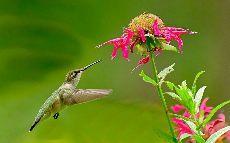 Humming Bird_089   copy 2