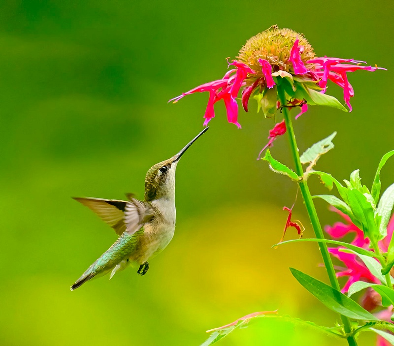Humming Bird_096  copy 2