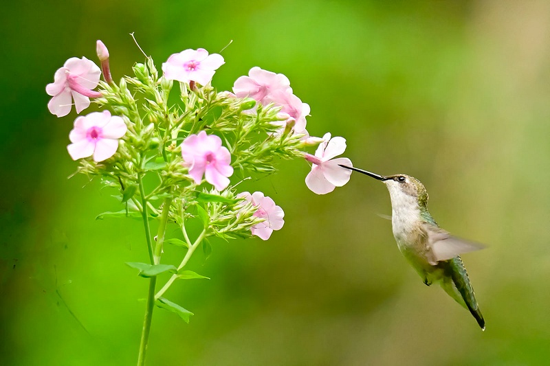 Humming Bird_145_2  copy
