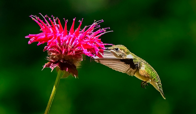 Humming Birds_336_ 2